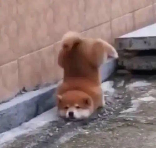 疑惑可爱表情包头像