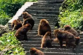  国庆成都到峨眉山旅游线路推荐