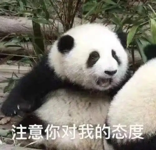 疑惑可爱表情包熊猫