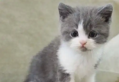  如果你准备养猫,要接受养猫的五个坏处,不然很容易抛弃它