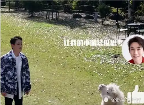  今日份快乐源泉朱一龙被羊驼吐口水了