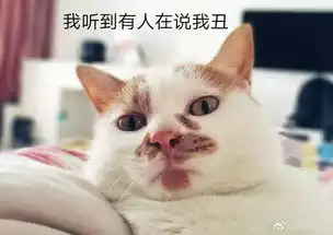  不服杭州最好看的猫都在这里了萌酷甜甜软软吸猫这件事跟谈恋爱一样