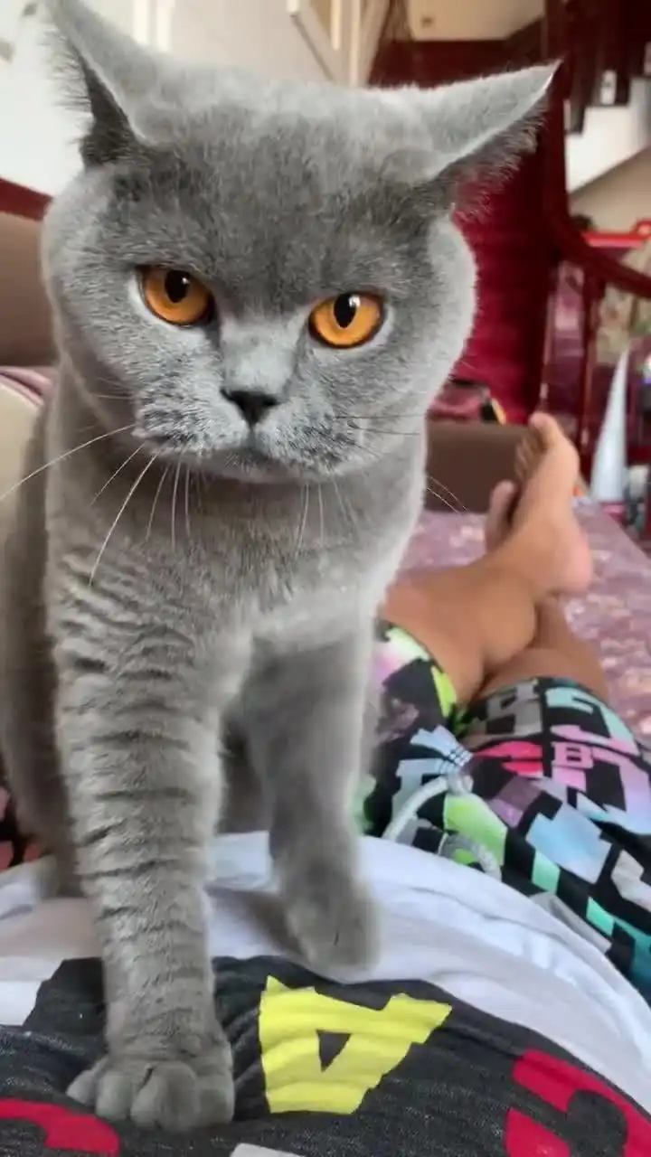 win表情包小猫咪