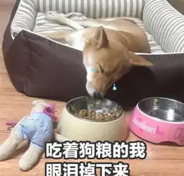  2019单身狗表情包大全