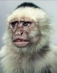  摄影绝片牛人把猴子拍得像人8