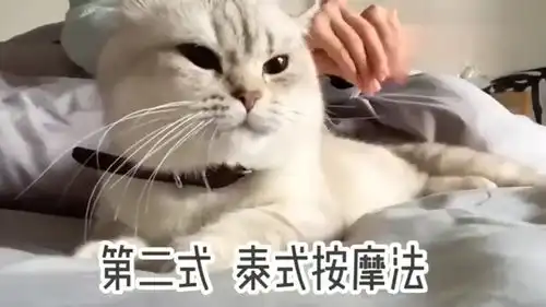  现在当猫也太幸福了,可以享受妹子的亲自按摩