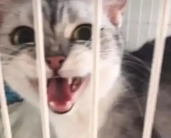  主人忍不住要吃小奶猫,猫妈妈看到后的表情亮了
