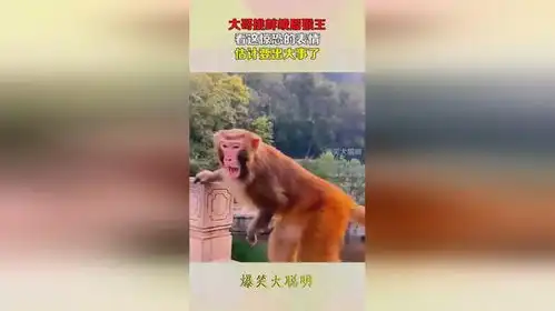  大哥挑衅峨眉猴王,看这惊恐的表情,估计要出大事了