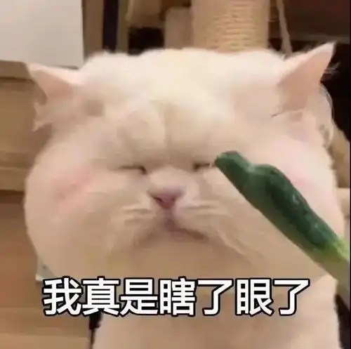  最近又水逆了丨第141期喵表情