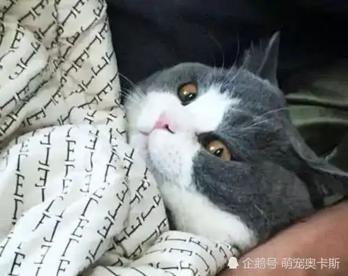  老公讨厌养猫,直到有天女主加班回来,开门后看到这场景