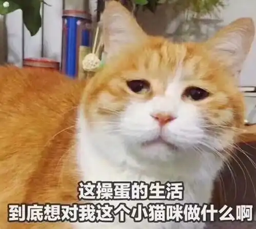 huh猫表情包动图生日