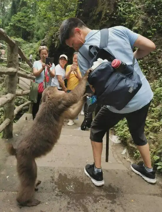  峨眉山的好日子到头了抢东西打人,峨眉山猴为啥这么暴躁