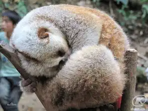  懒猴科的介绍