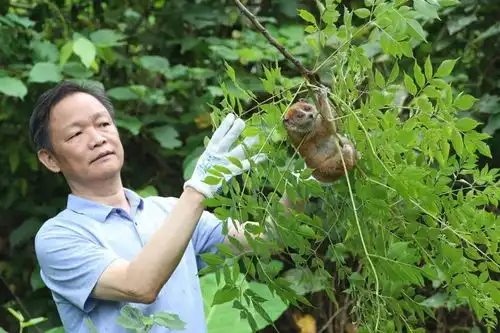  再见了小可爱,4只倭蜂猴10只蜂猴昨日在龙州被放归自然救护