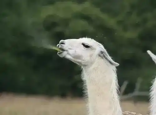 羊驼吐口水表情包gifgif