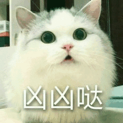  男子去朋友家敲门,墙上的洞伸出个猫头,活体猫眼第一次见