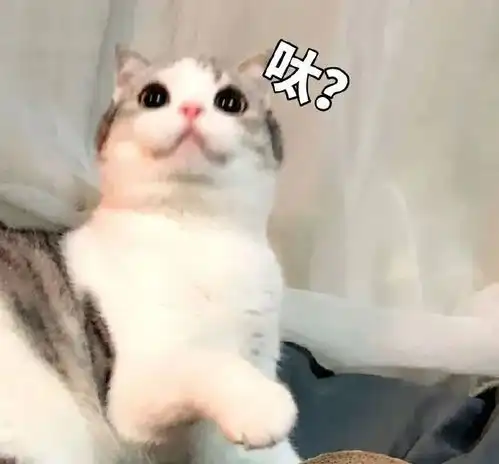  猫咪表情包情侣单人