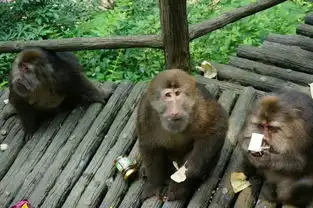  峨眉山之旅日出云海佛光圣灯猴子