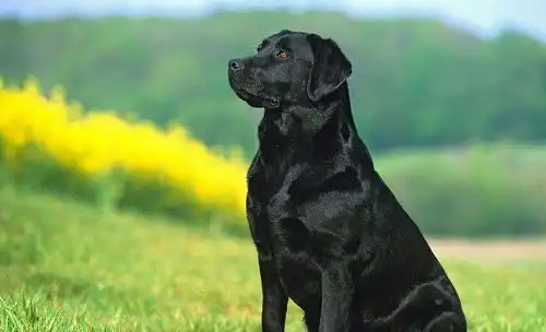 斗鸡眼吐舌头表情包拉布拉多犬