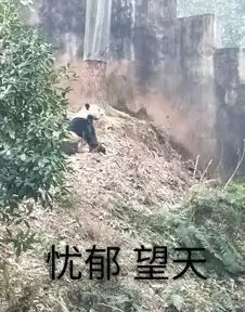  招募大熊猫保护清明小长假,来把滚滚做成表情包吧