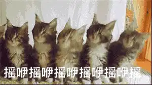  猫咪动态表情包合集猫咪摇头猫咪亲吻