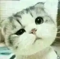  谁还有这个小猫的系列表情包,好想要啊啊啊啊啊啊啊啊