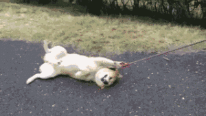 舔狗不得好死表情包gif