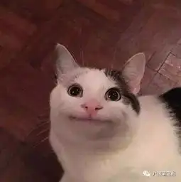  主人无聊时给猫p了个假笑,没想到火了,好魔性...