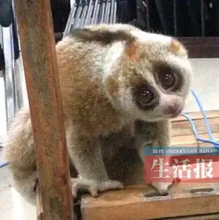  珍稀动物蜂猴夜里在南宁瞎逛咬伤民警还卖萌