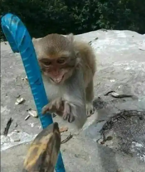  动物园喂猴子,像不像是丈母娘拿彩礼的表情哈哈哈