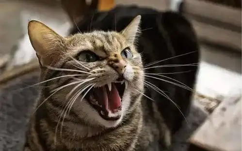 猫最怕什么为什么