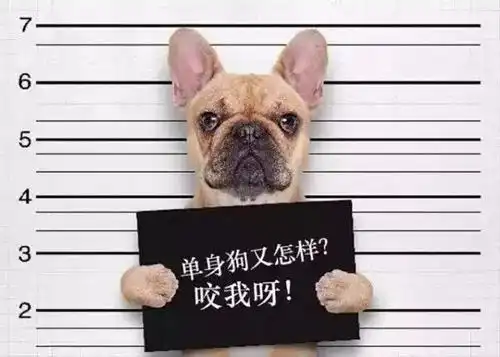  北上广深单身女子图鉴上海女子脱单难,难于上青天
