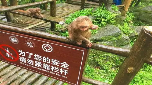  峨眉山的猴子为什么不讨喜,看到对游客做的这些事,就明白了