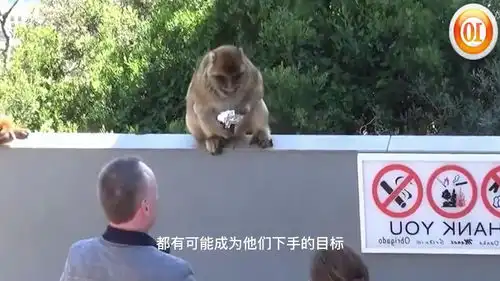  峨眉山的猴子最害怕的东西,拿出来一亮,立马躲一边