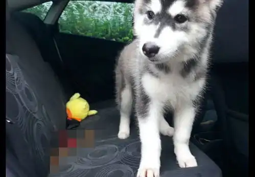  网友开车带雪橇犬去玩,没想到它在后座上拉屎,表情还很淡定