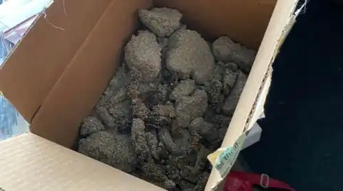 猫屎的表情包猫砂