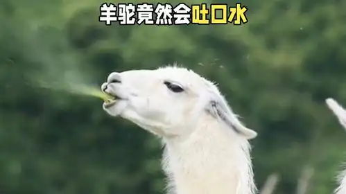  羊驼竟然也会吐口水