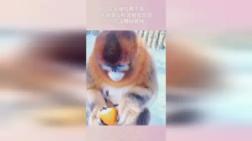  金丝猴吃橙子皮,比峨眉山的泼猴强百倍,一点没糟践食物
