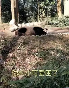  招募大熊猫保护清明小长假,来把滚滚做成表情包吧