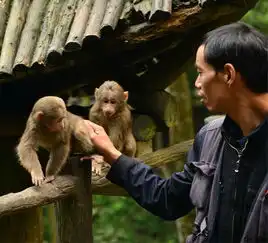  四川之行4峨眉之没峨眉山游记