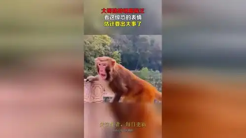  大哥挑衅峨眉猴王,看这惊恐的表情,估计要出大事了