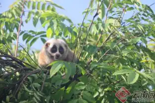  云南德宏10只蜂猴结伴回归铜壁关自然保护区