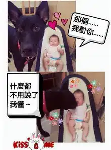  她每天喂流浪狗一餐,换来狗狗英勇救命
