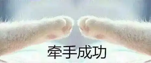 猫爪牵手表情包全套鹦鹉