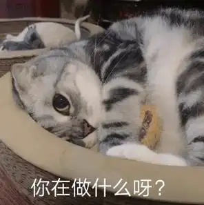  求一张猫的动图表情包