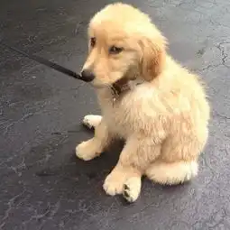 斜眼狗表情包
