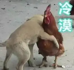  虐鸡,是我国玄学的优良传统