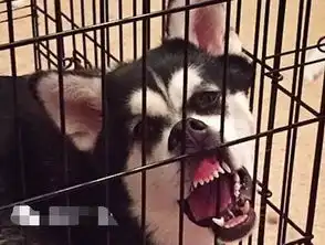  没看到这只柴犬之前,我以为哈士奇表情包是最多的