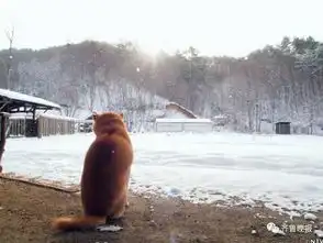  16岁表情包柴犬北登去世从此你永远活在我的表情