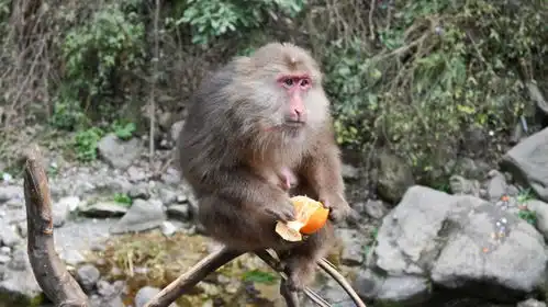  终于连日本人都知道峨眉山的泼猴了不仅打砸抢,还把小孩推下山